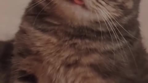 A cat that has lost its kid is sad