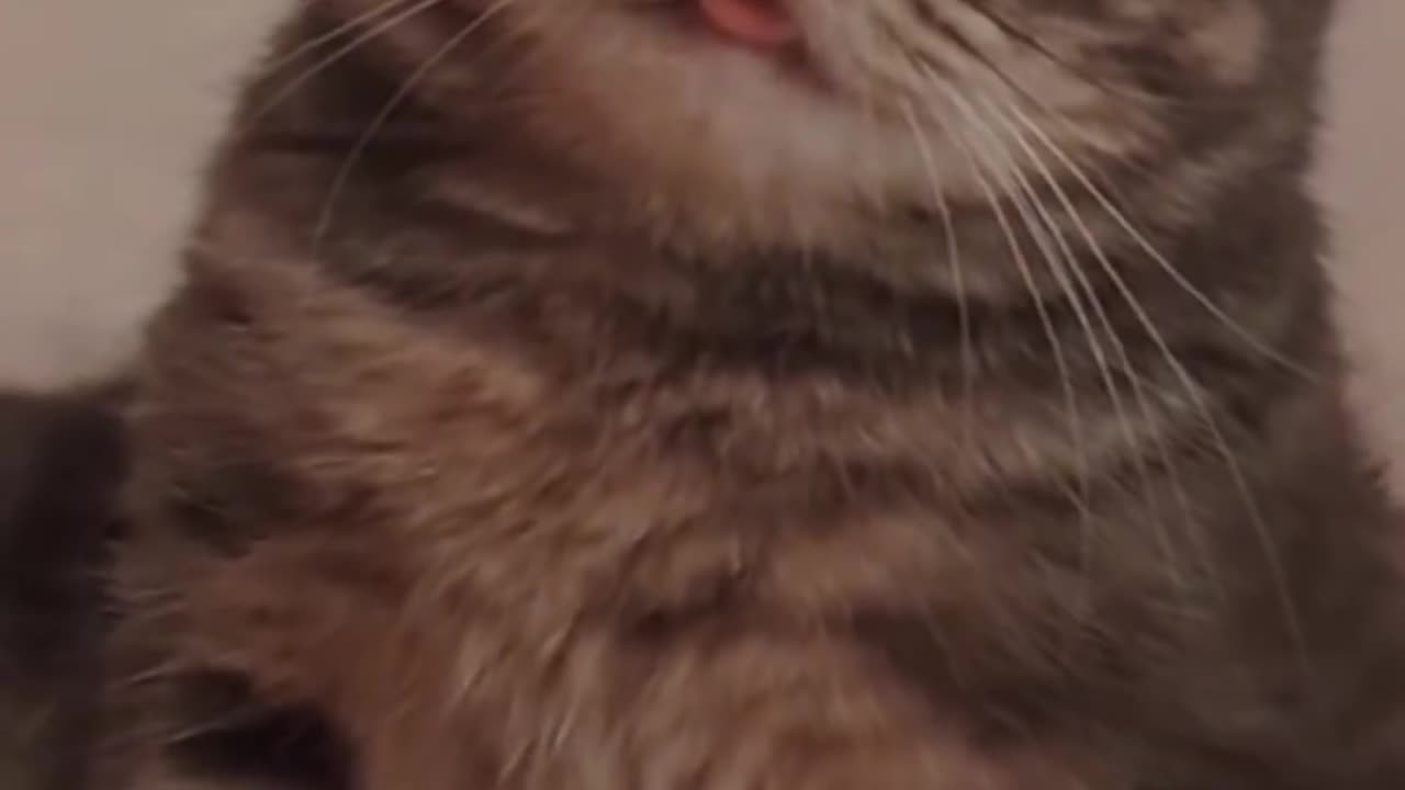 A cat that has lost its kid is sad
