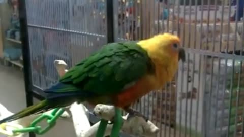 The BEST Dancing Bird!