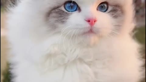 Cute and funny cat video.