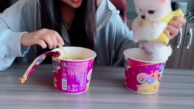 Cute and funny Pomeranian