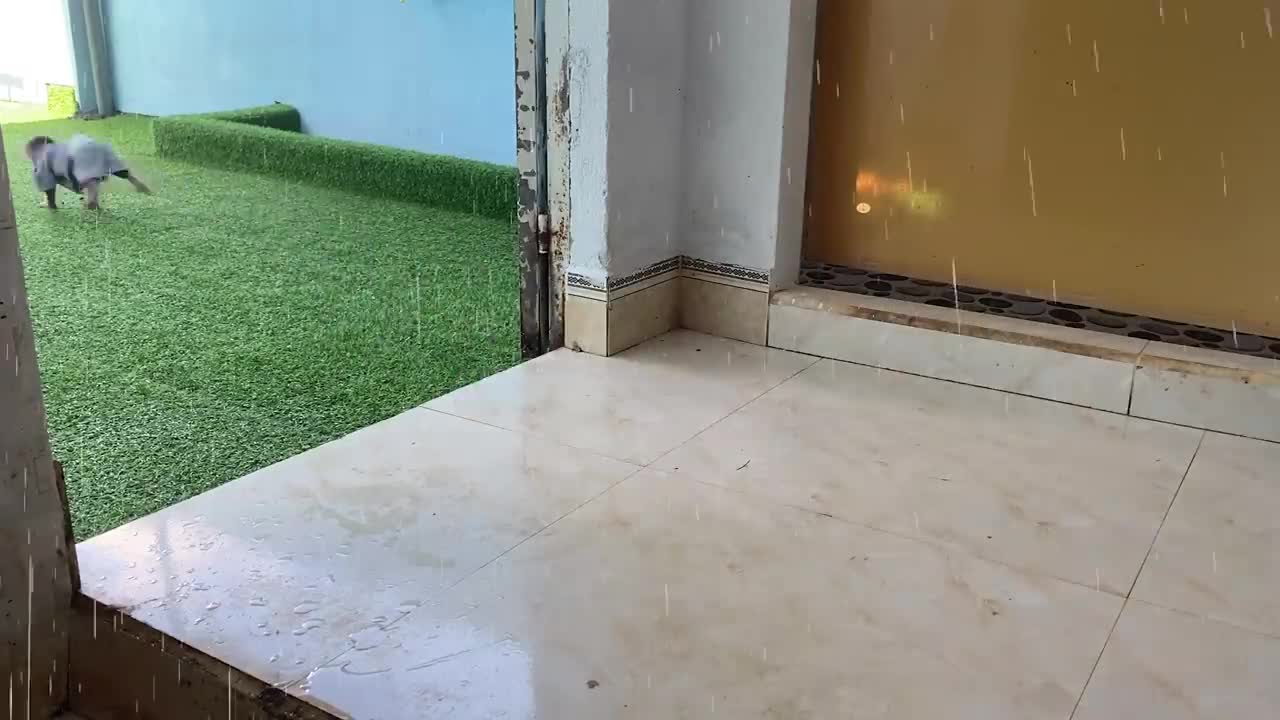 BiBi helps duckling stuck in the rain