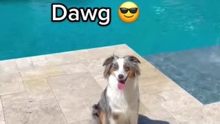 Nothin' but a DAWG Petsies© TikTok