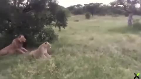 PIG GOT SCARE BY LIONS