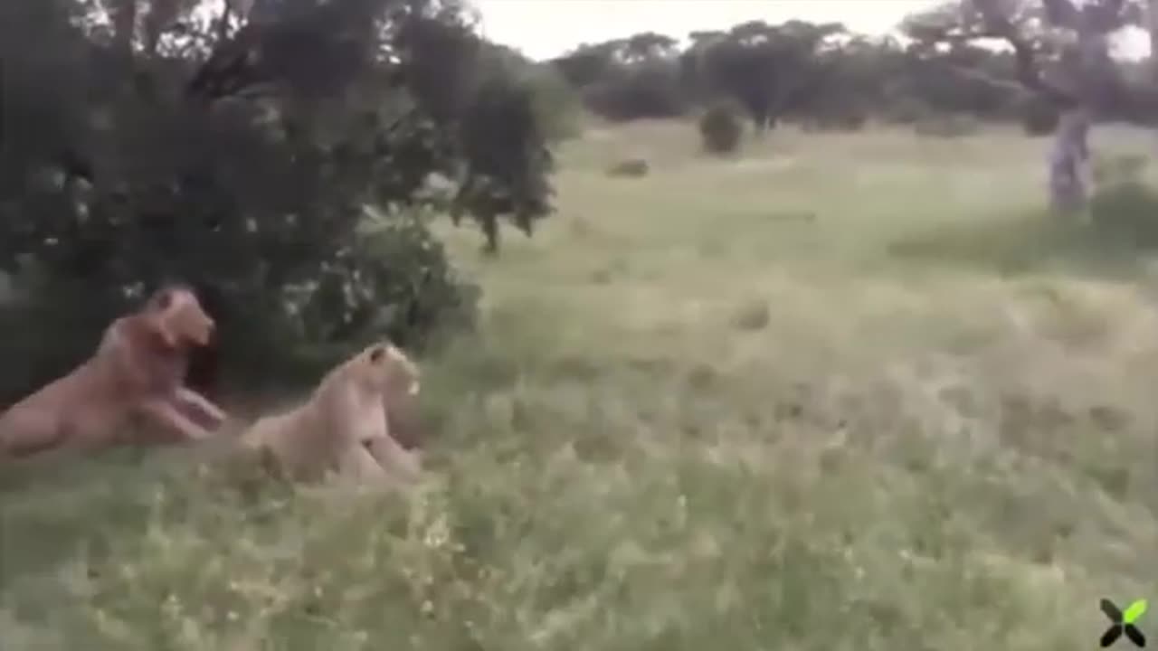 PIG GOT SCARE BY LIONS