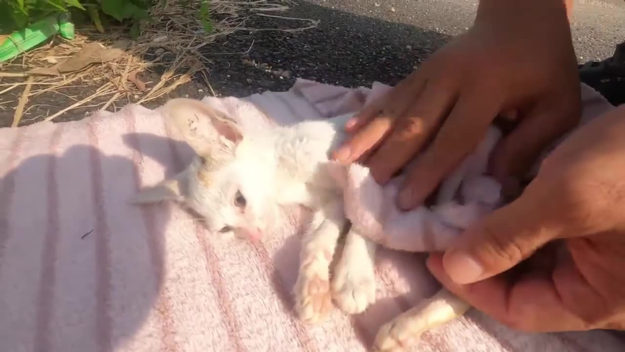 A kitten submerged in water has no chance of survival