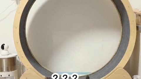 Thisisatreadmillforcats.