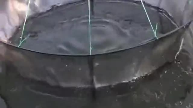 Creative Fish Trap 🐟 Pond Fishing Technique 🐟