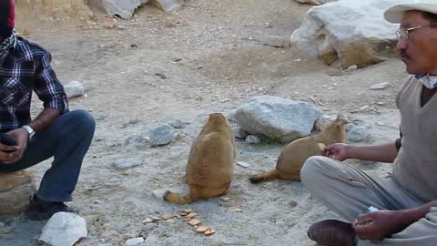 Himalayan Marmot 3.mp4