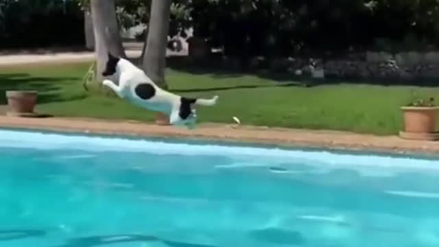 Amazing long jump distance for dogs
