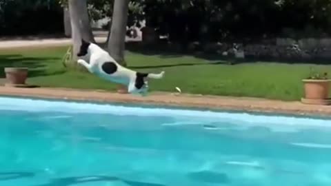 Amazing long jump distance for dogs