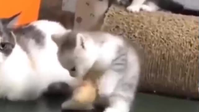 Funny and Cute Cat's lifestyle