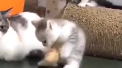 Funny and Cute Cat's lifestyle