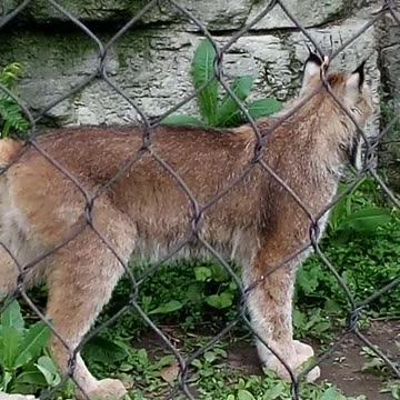 RACINE ZOO 6.8.24 VIDEO4