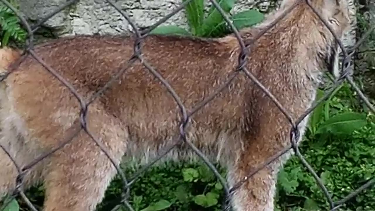 RACINE ZOO 6.8.24 VIDEO4