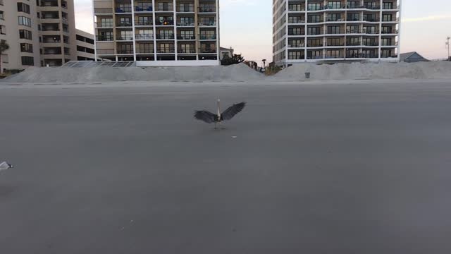 Big Bird