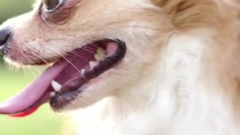 Chilling dog show big tongue #shorts