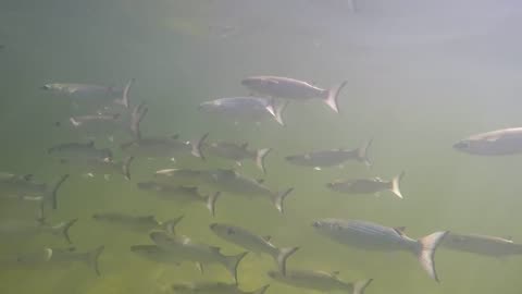 Mullet in Tropical Waters