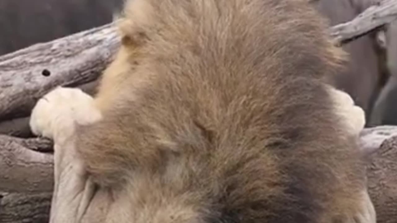 Lion escpaes death by climbing tree