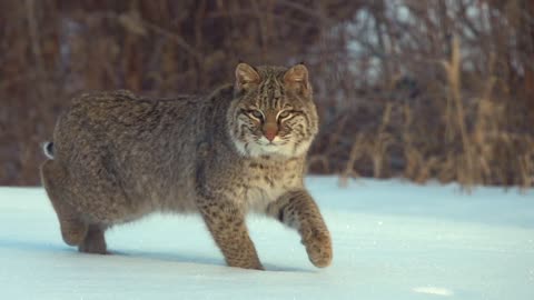 A Big Cat (Bobcat or Lynx) Paid Me A Visit