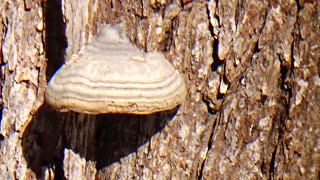 Mushrooms