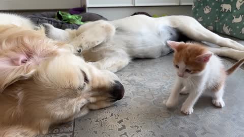 Kitten plays with Golden Retrievers