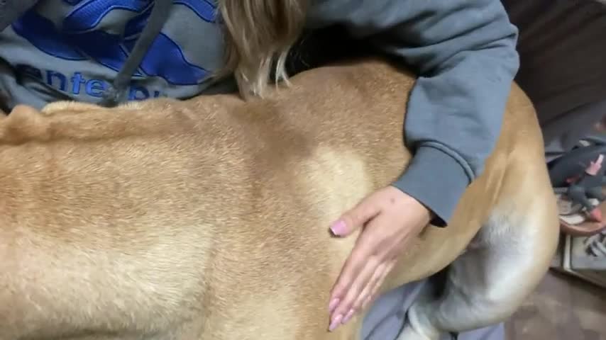 Big pup thinks he's a lap dog, falls asleep on owner's nap