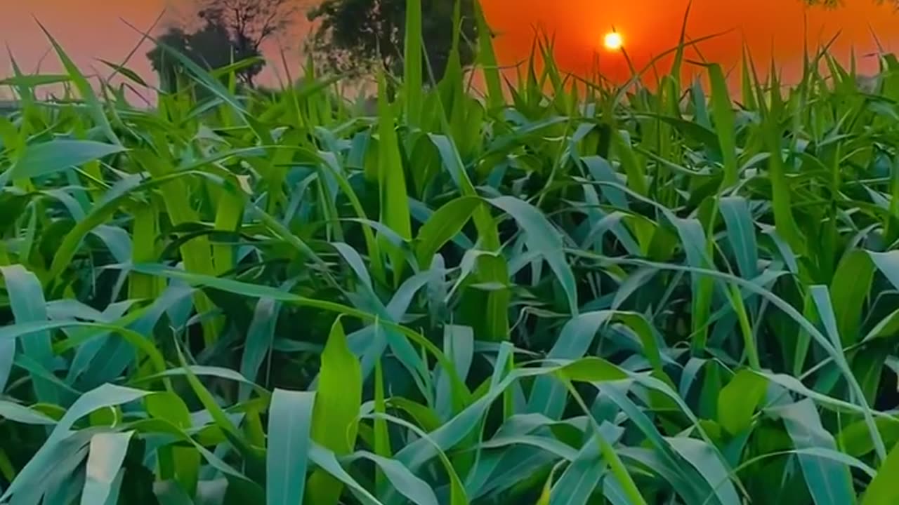 #Sunset #Farmer