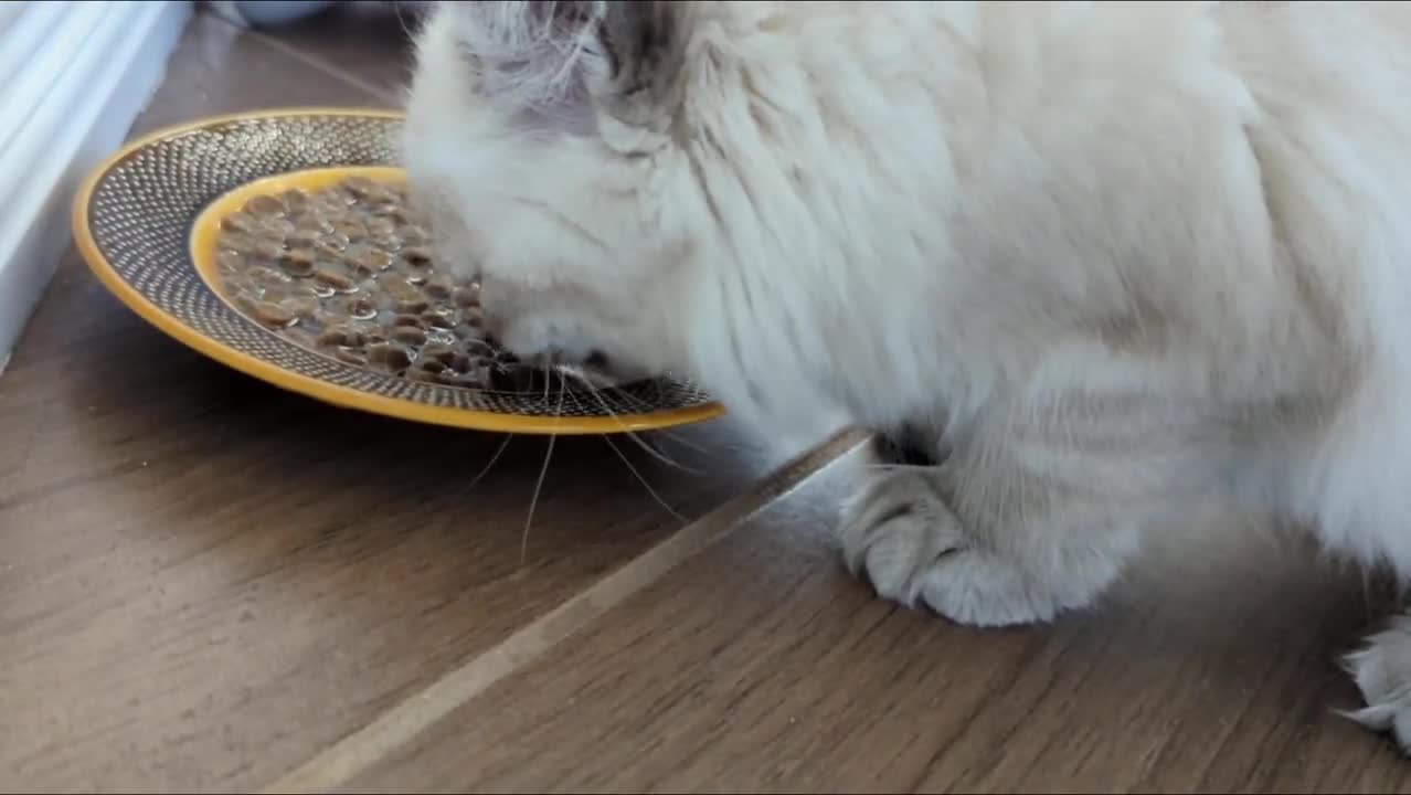HELP! I'm very very hungry! Super cute kitten 😻 purrs and meows loudly for brea