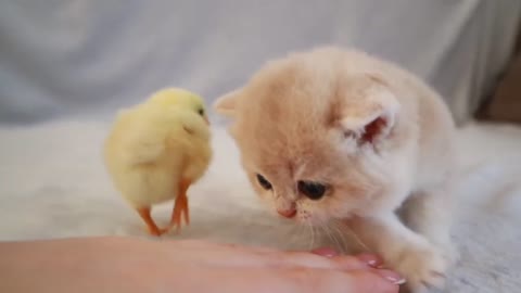 😂😂🤣🤣🤣😂😂😂🥰🥰🥰💫🌟🌙🌙🌟💫