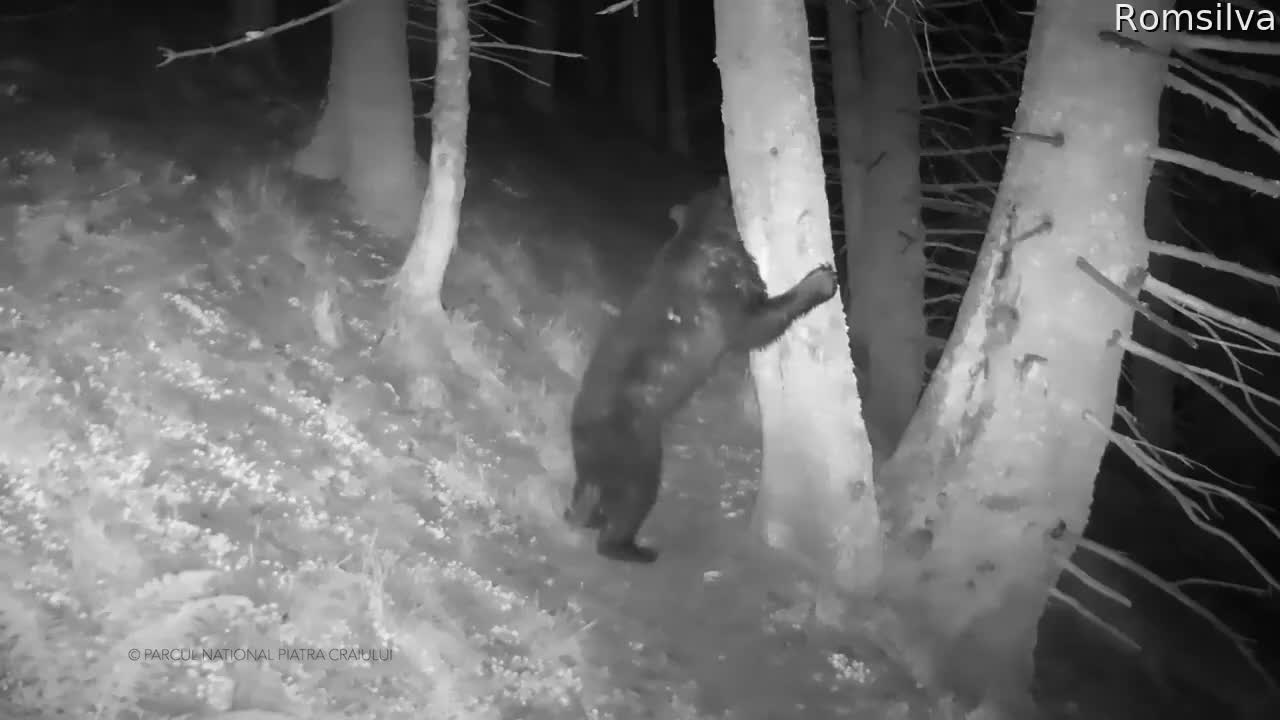 Big Bear Scratches His Back