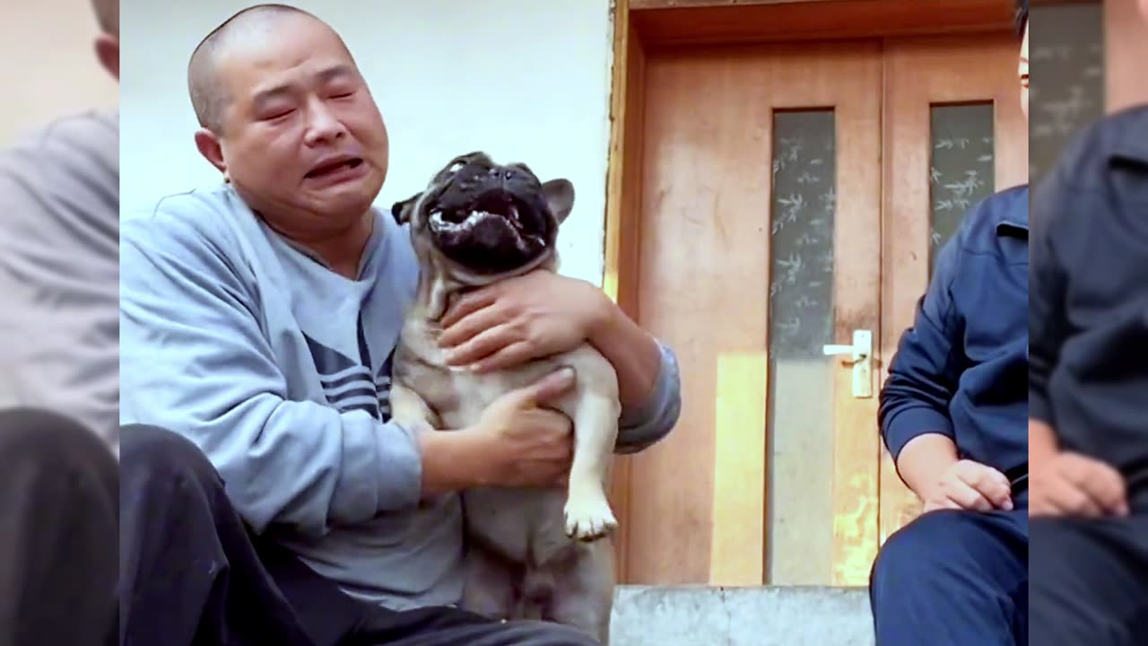 [pug]Dogs are man’s most loyal friends[Pet dog]Cute funny bulldog06