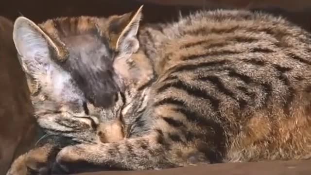 Swastika cat_ Nazi symbol drawn on shaved cat in New Zealand