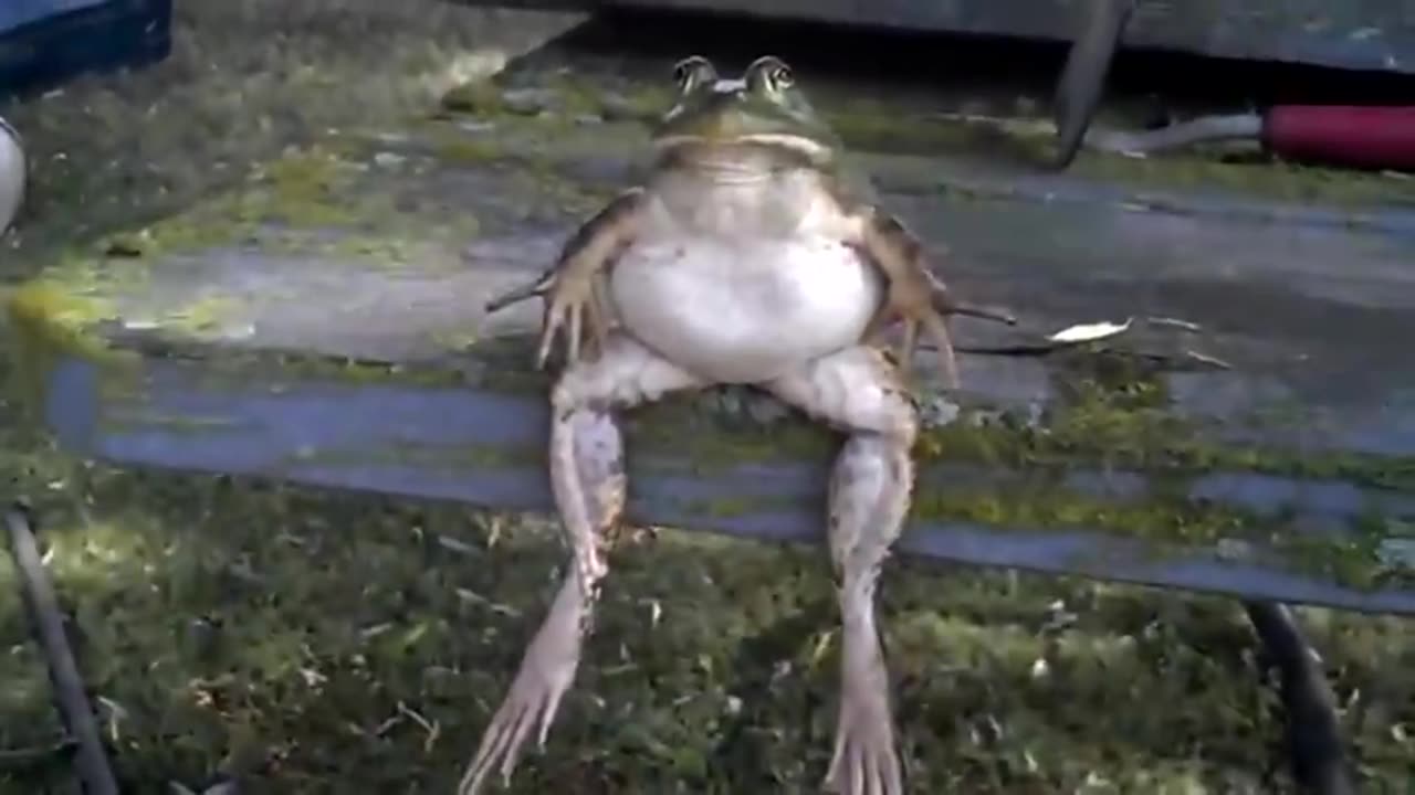 Frog: HEY BRO! Wanna Sit Next To Me?