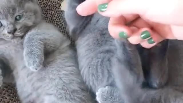 FUNNY CAT