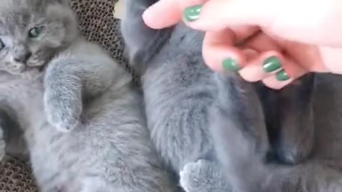FUNNY CAT