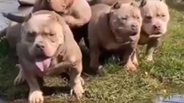 Best dogs short clip