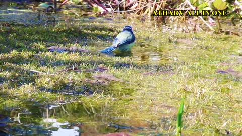 Collection of wild animals in 4k,
