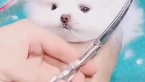 Cute little dog is excited after having cut