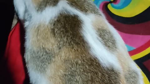 A cat is very funny