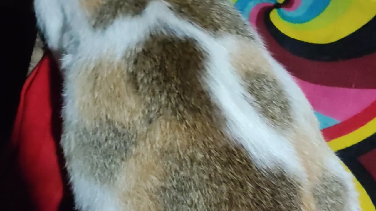 A cat is very funny
