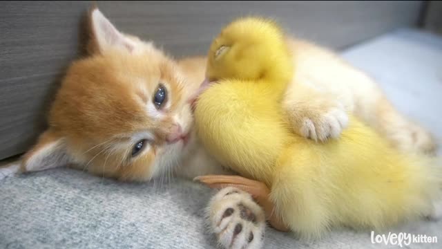 👇Kitten 😸 And Little Duck#The Cutest Couple You've Ever Not Seen #Short#Video #