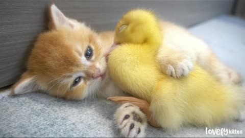 👇Kitten 😸 And Little Duck#The Cutest Couple You've Ever Not Seen #Short#Video #