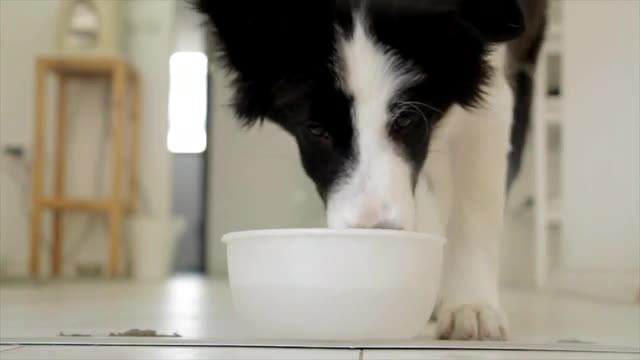 Watch the beloved dog drinking