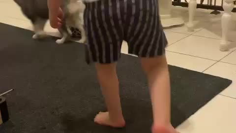 CUTE Siberian puppy #shorts