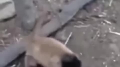 Dogs and Monkeys war