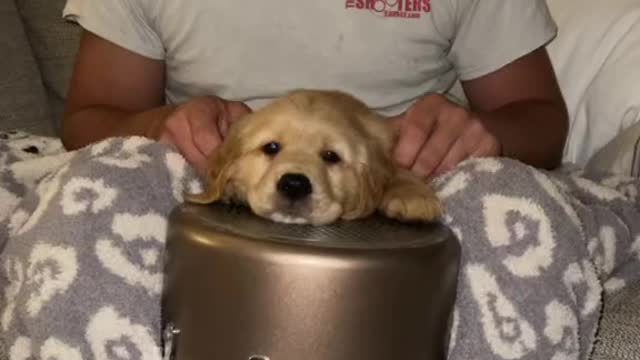 My puppy's like the tambourine