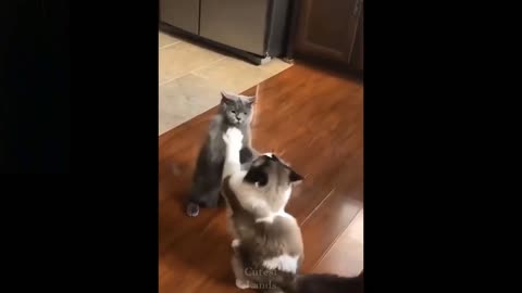 Omg! So Cute Pets ❤