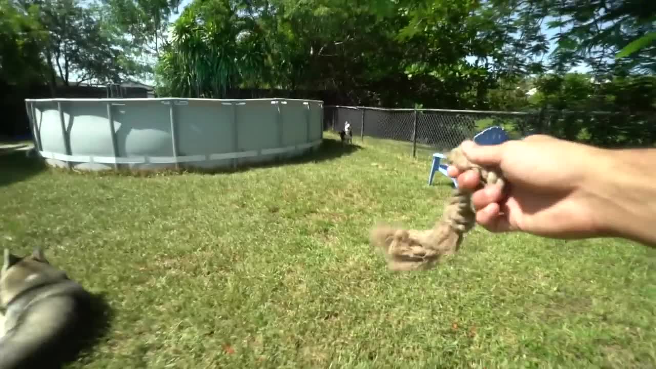 Hilarious Huskies Try On Dog Shoes For The First Time!