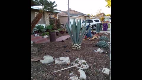 Landscaping La Firma Del Moñito - (714) 408-2660